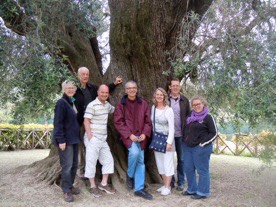 Largest olive tree in Europe